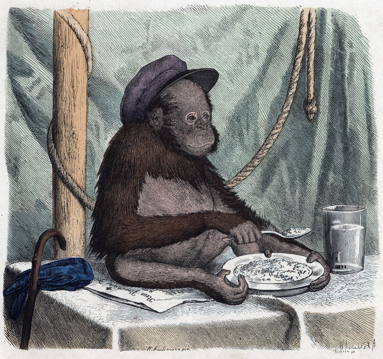 An educated orangutan eats rice with a spoon. In 