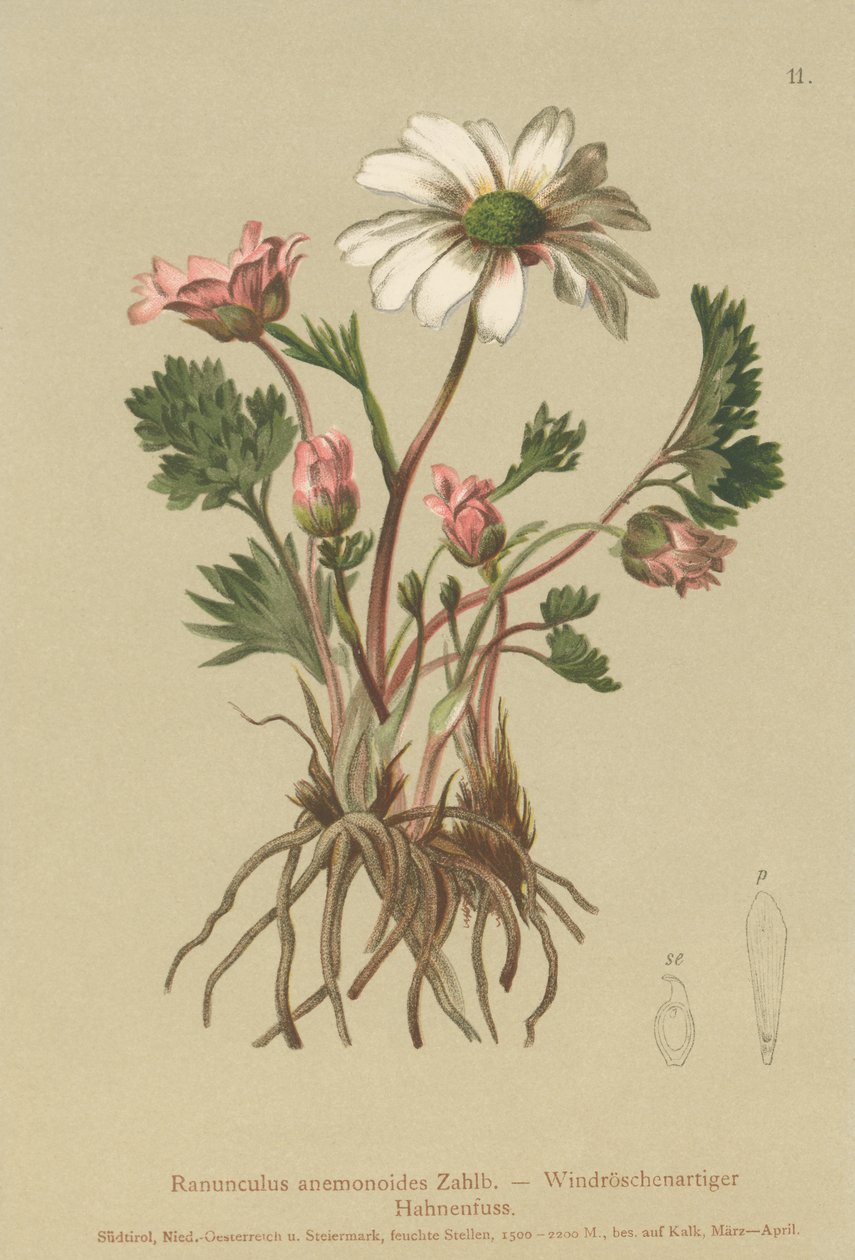 Anemone-like Crowfoot (Ranunculus anemonoides, Callianthemum anemonoides)