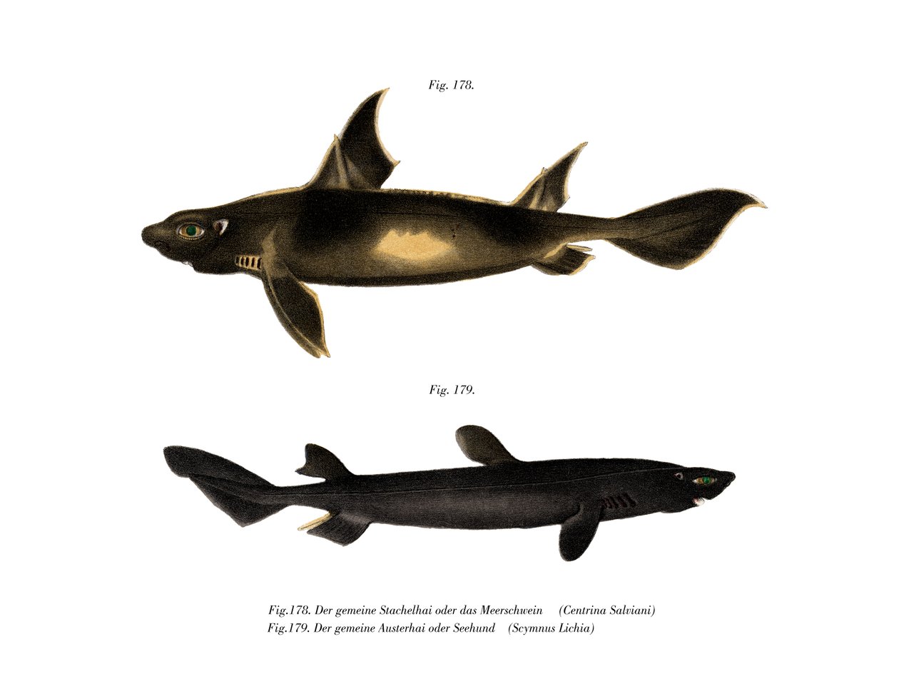 Angular Roughshark by German School: Buy fine art prints