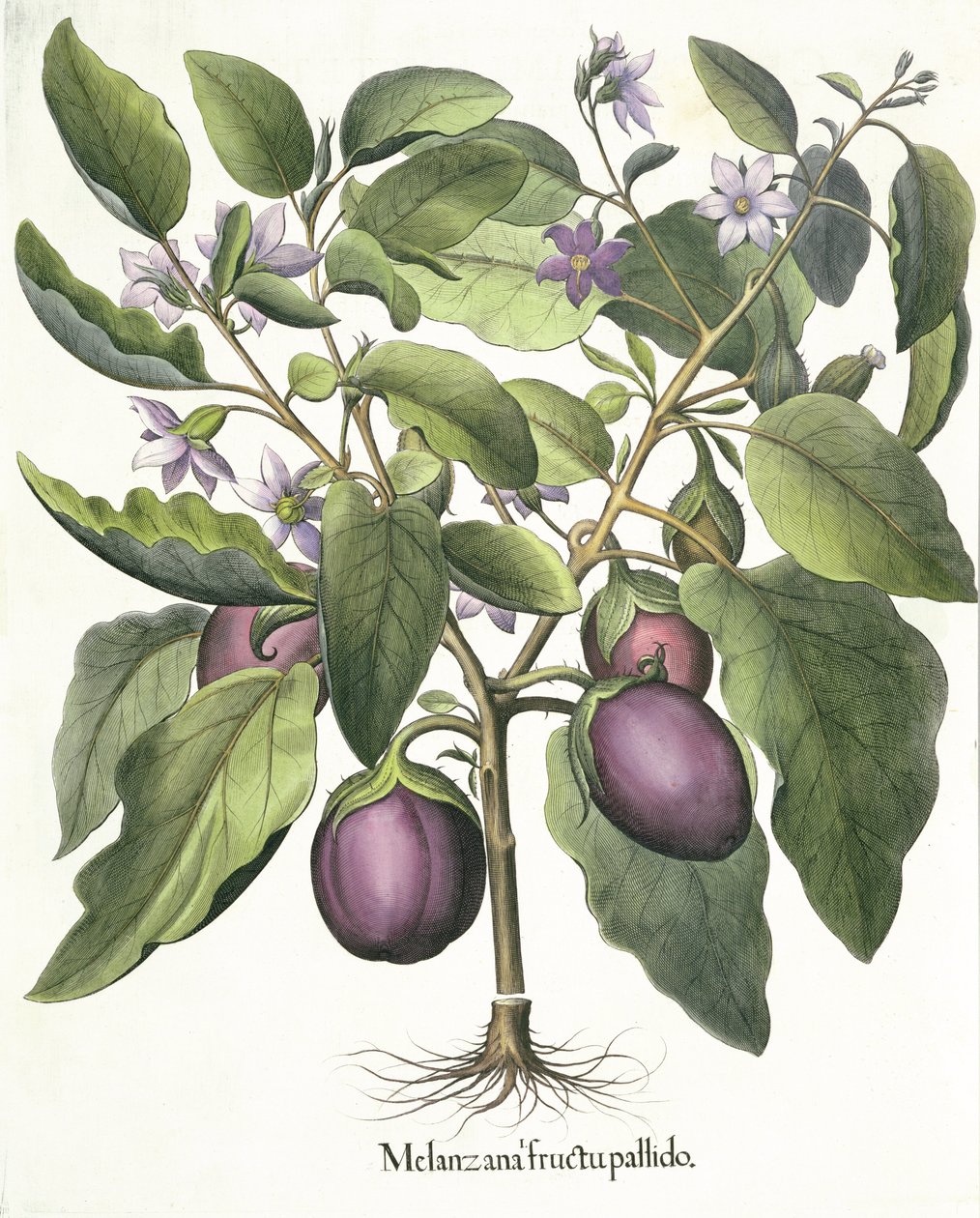 Aubergine, from the Hortus Eystettensis by Basil Besler, pub. 1613 by German School