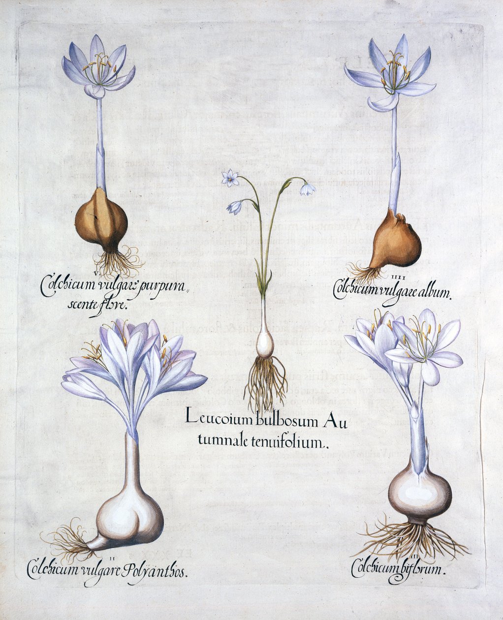 Autumn Snowflake and Meadow Saffrons, from Hortus Eystettensis by German School