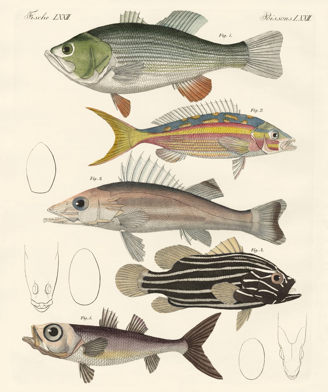 Beautiful Fish by German School: Premium art reproduction