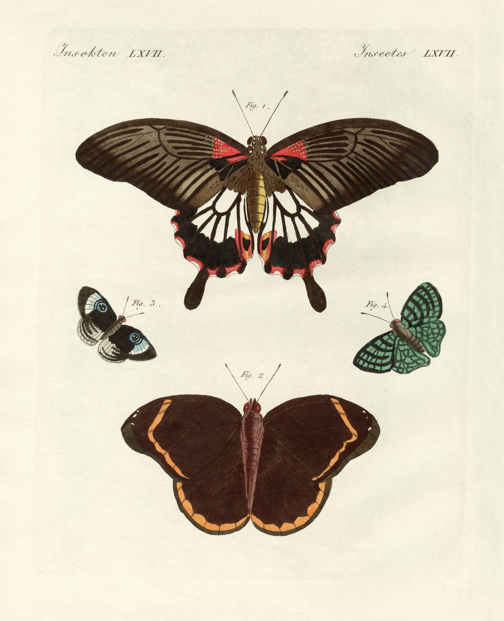 Beautiful Foreign Butterflies by German School
