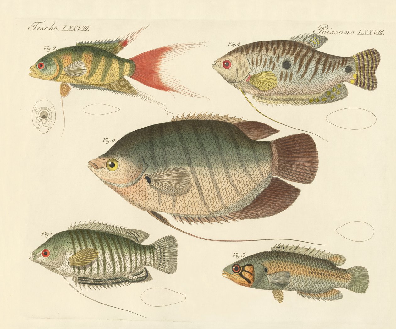Beautiful New Fish by German School