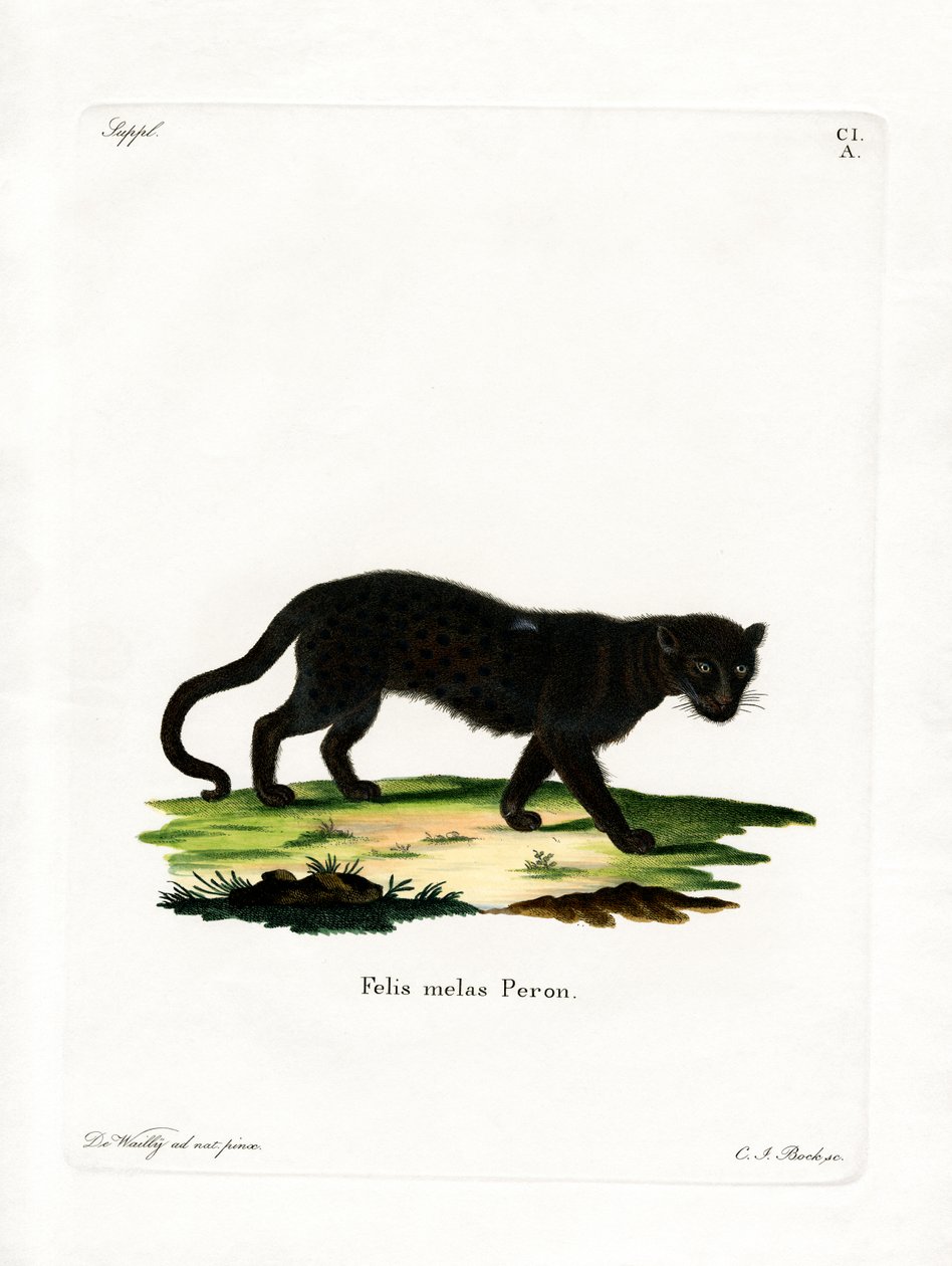 Black Leopard by German School