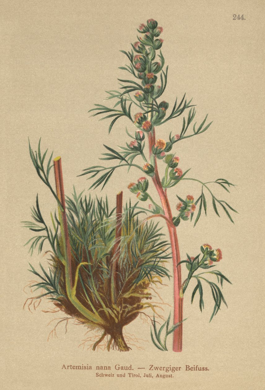 Boreal Wormwood by German School