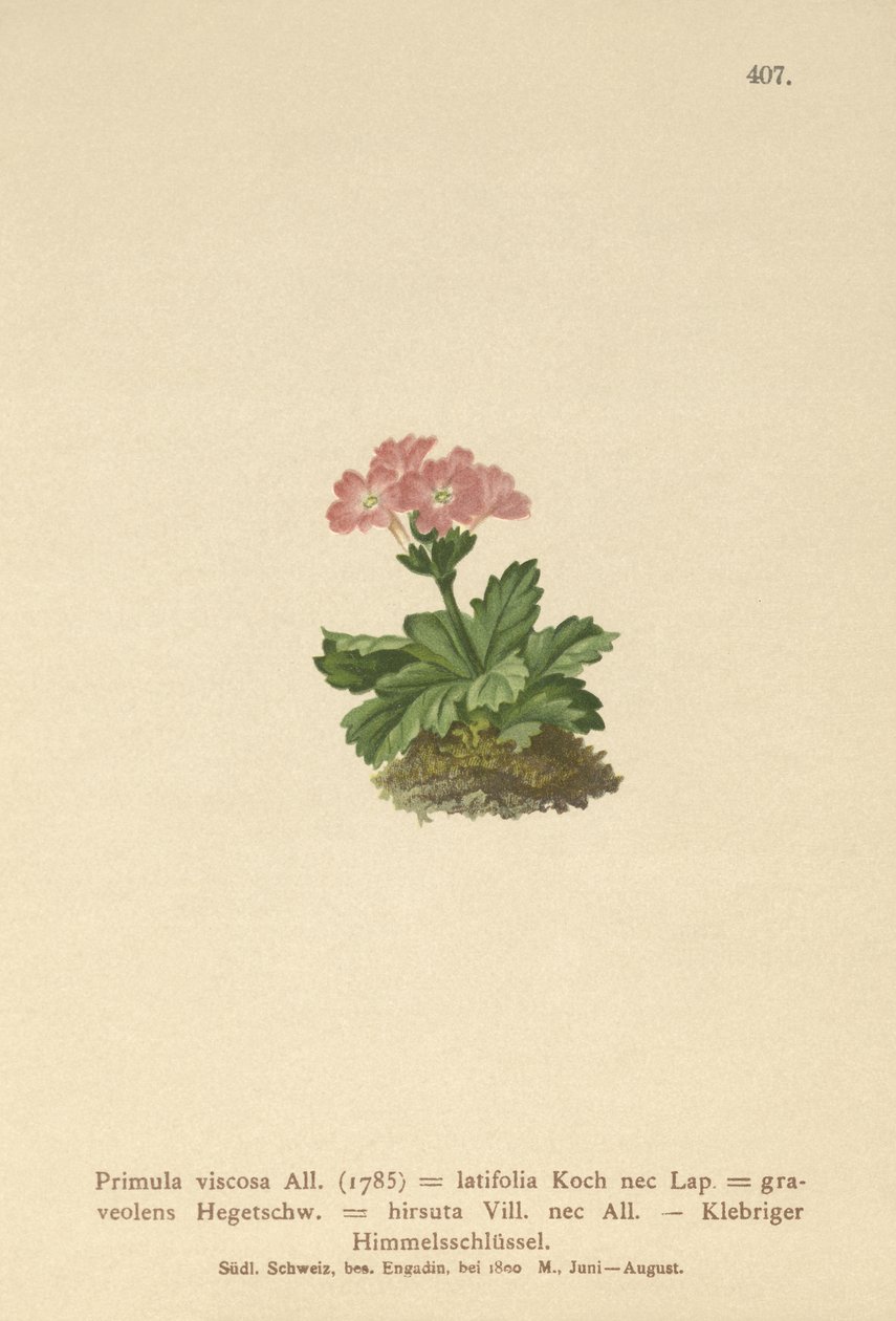 Broadleaf Primrose by German School