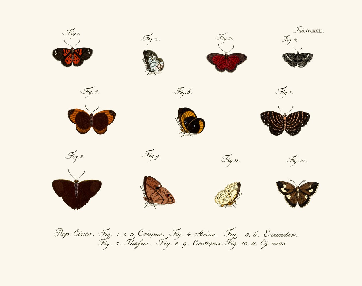 Butterflies by German School