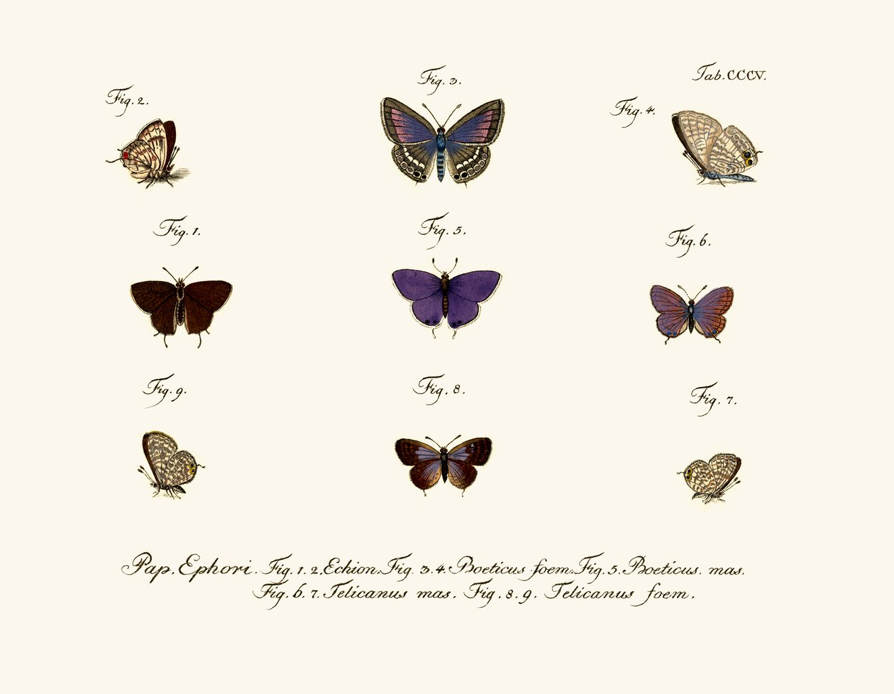 Butterflies by German School