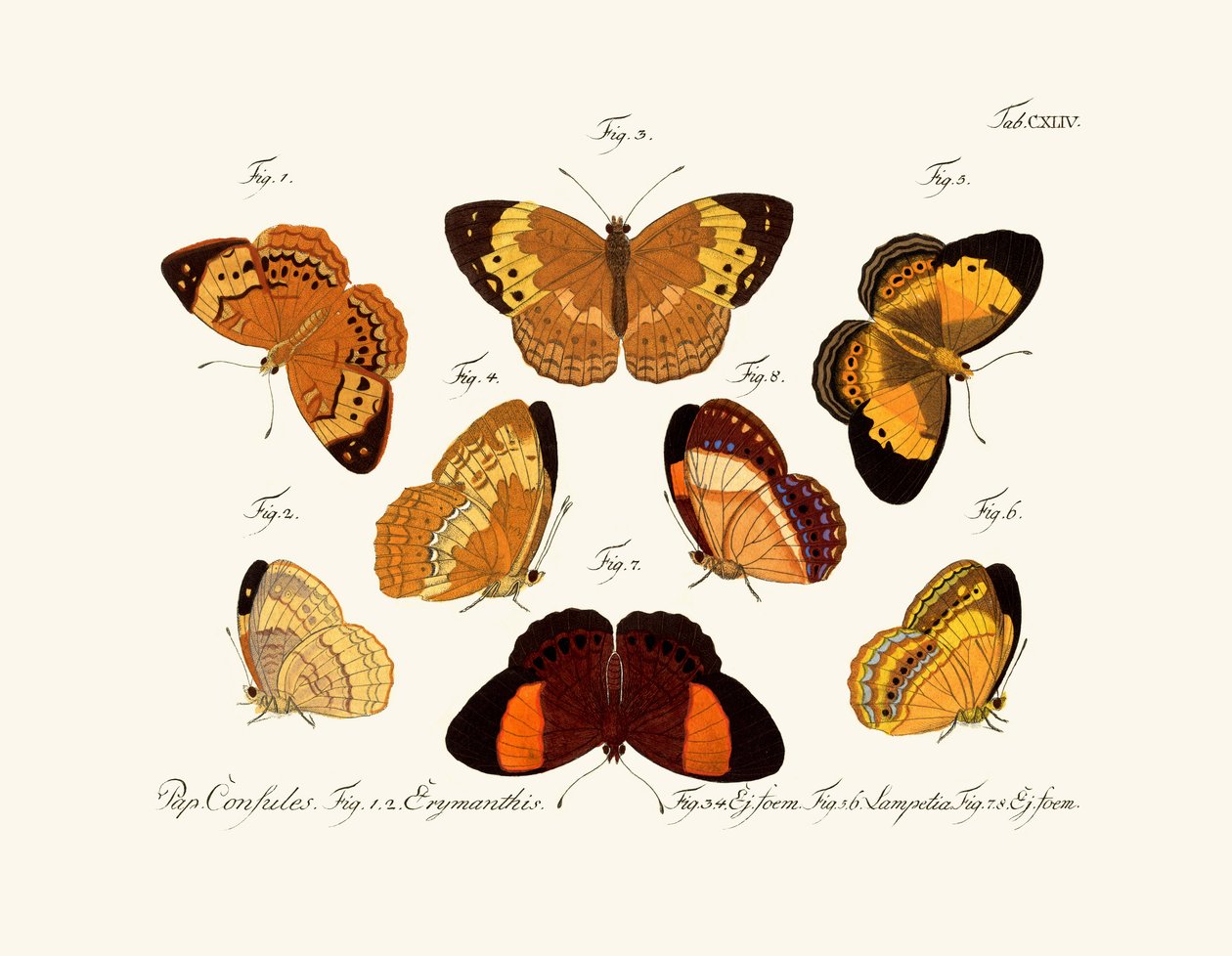Butterflies by German School