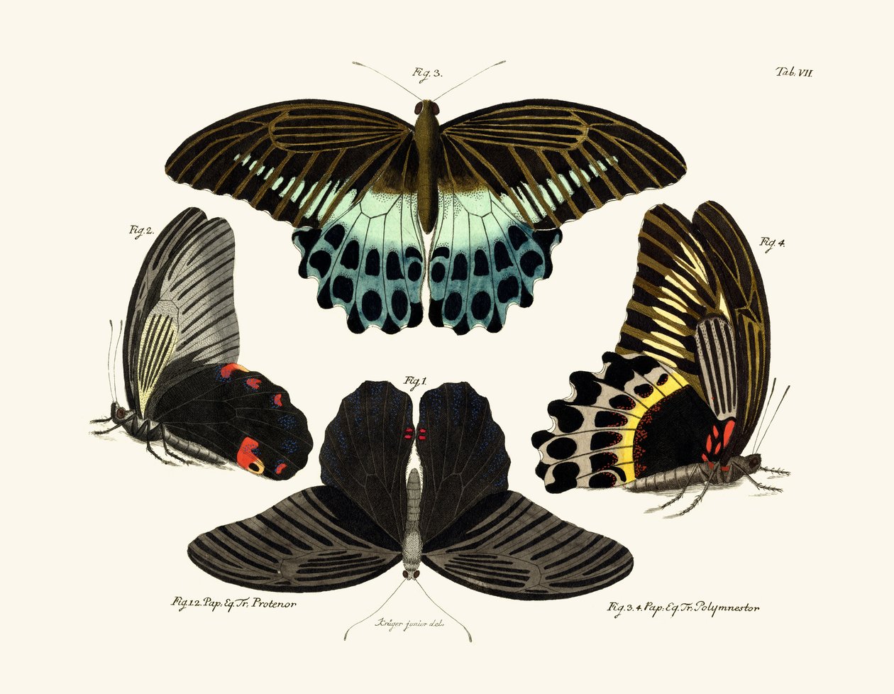 Butterflies by German School