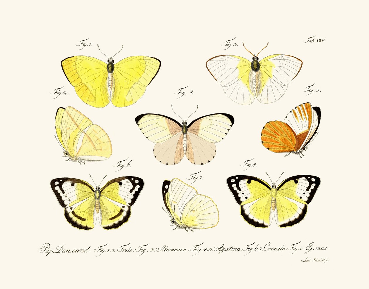 Butterflies by German School