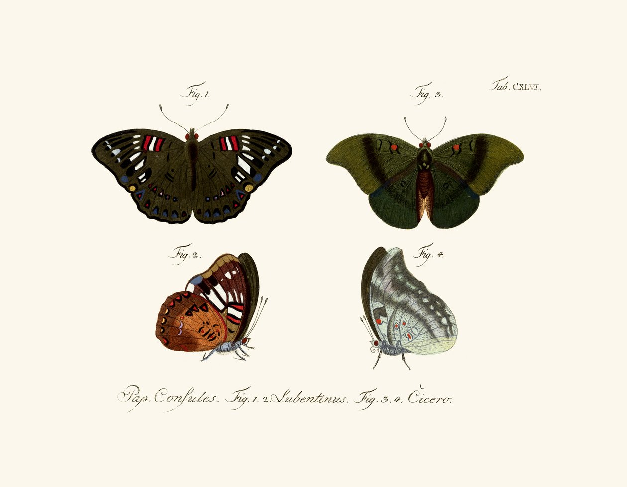 Butterflies by German School