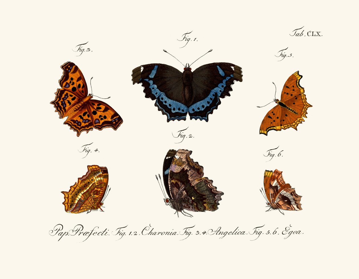 Butterflies by German School