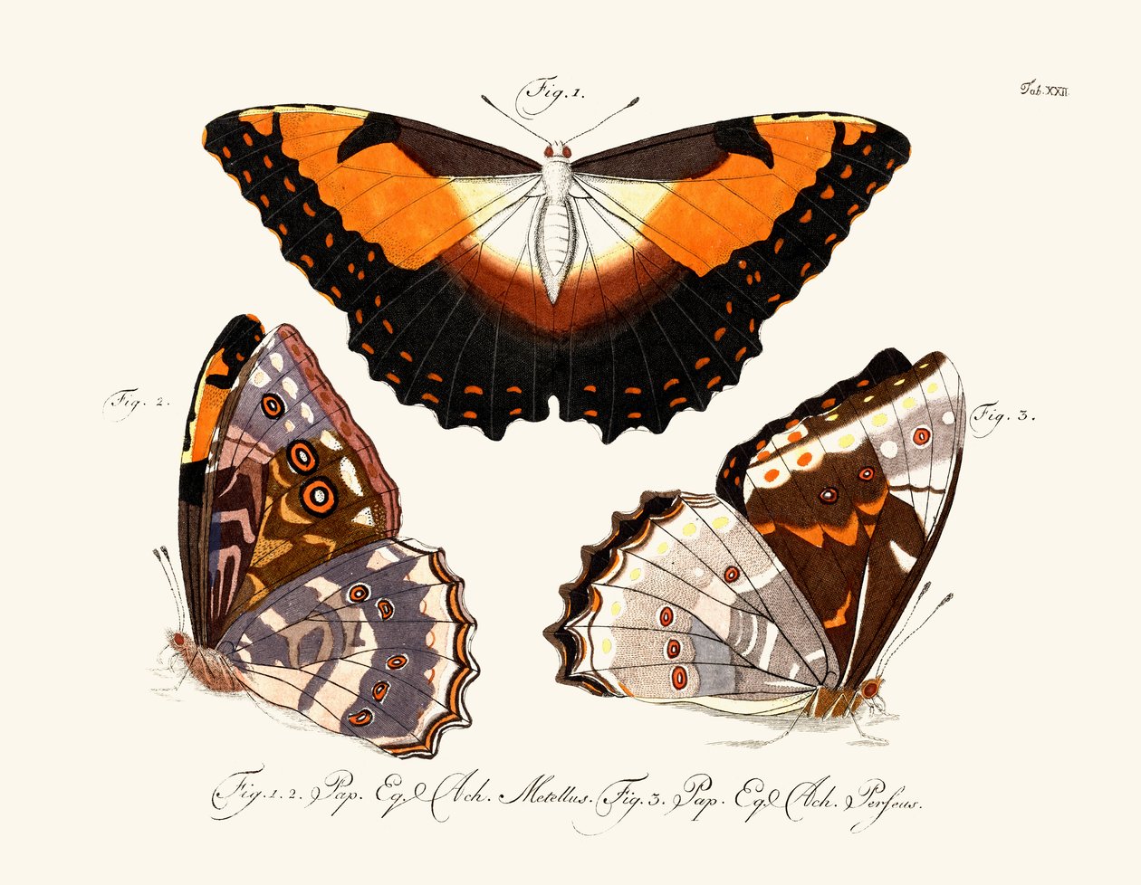 Butterflies by German School