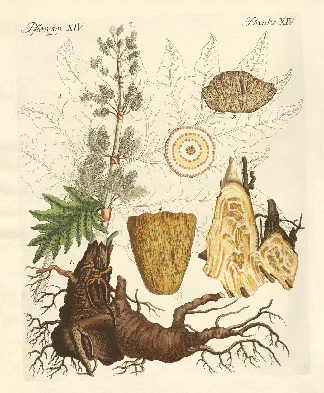 Chinese Rhubarb by German School