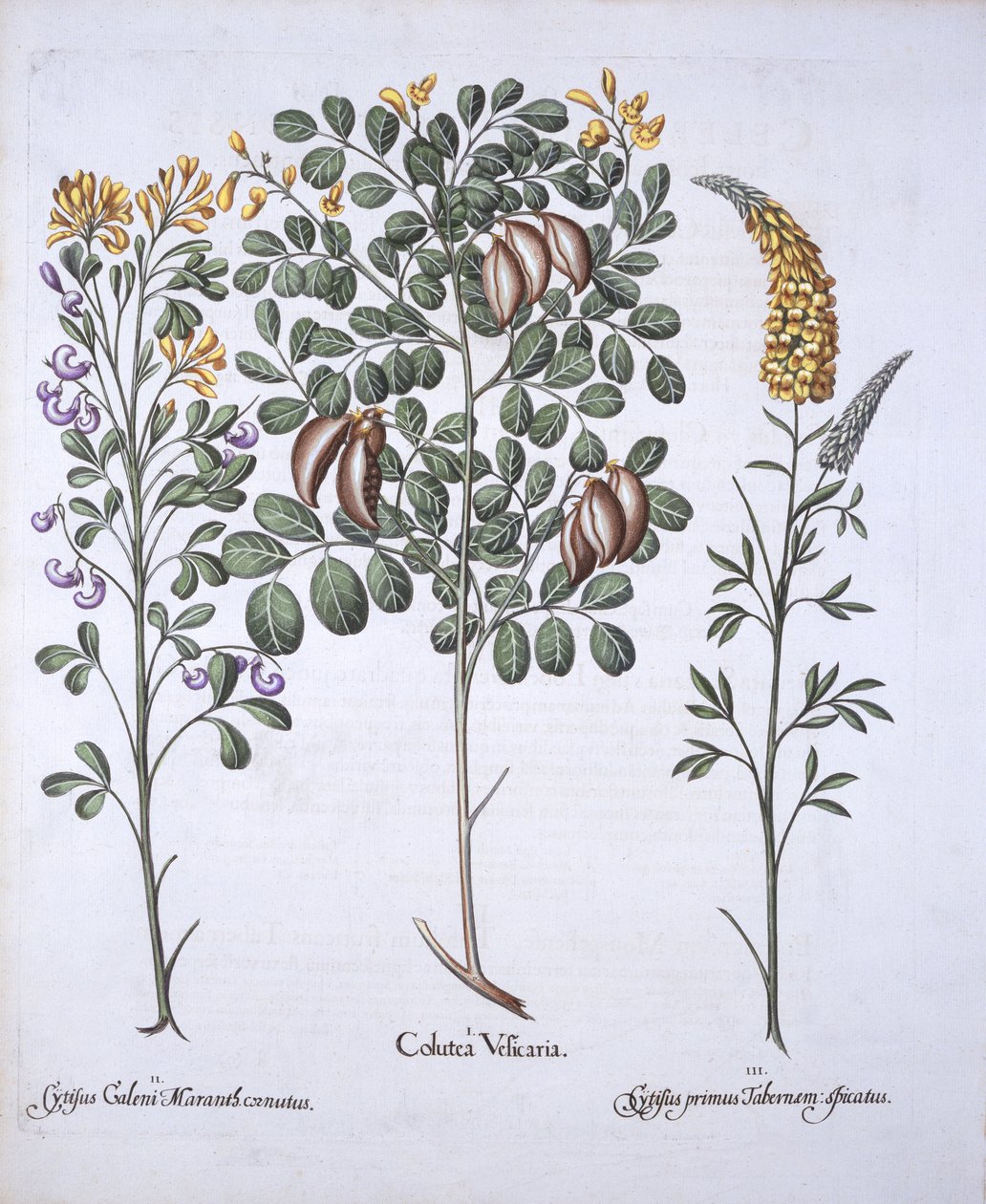 Colutea Tree and Cytisus Varieties, from Hortus Eystettensis by German School