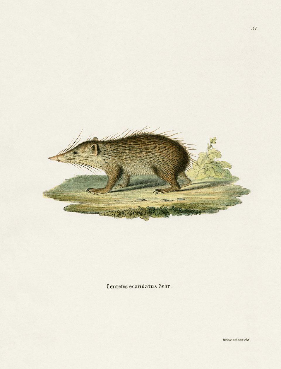 Common Tenrec by German School: Premium art reproduction