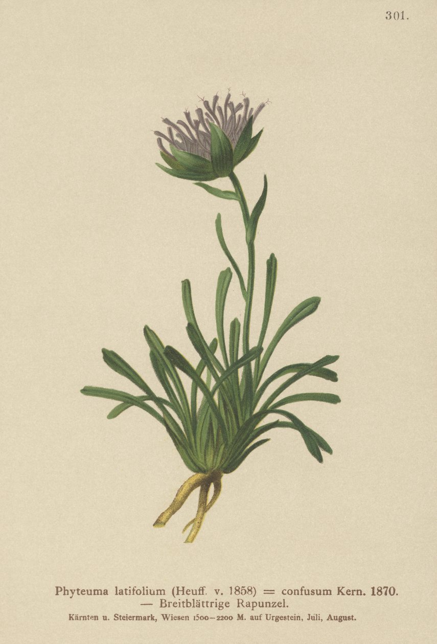 Confused Rampion by German School