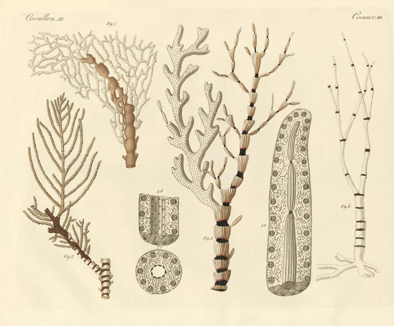 Coral Polyps by German School