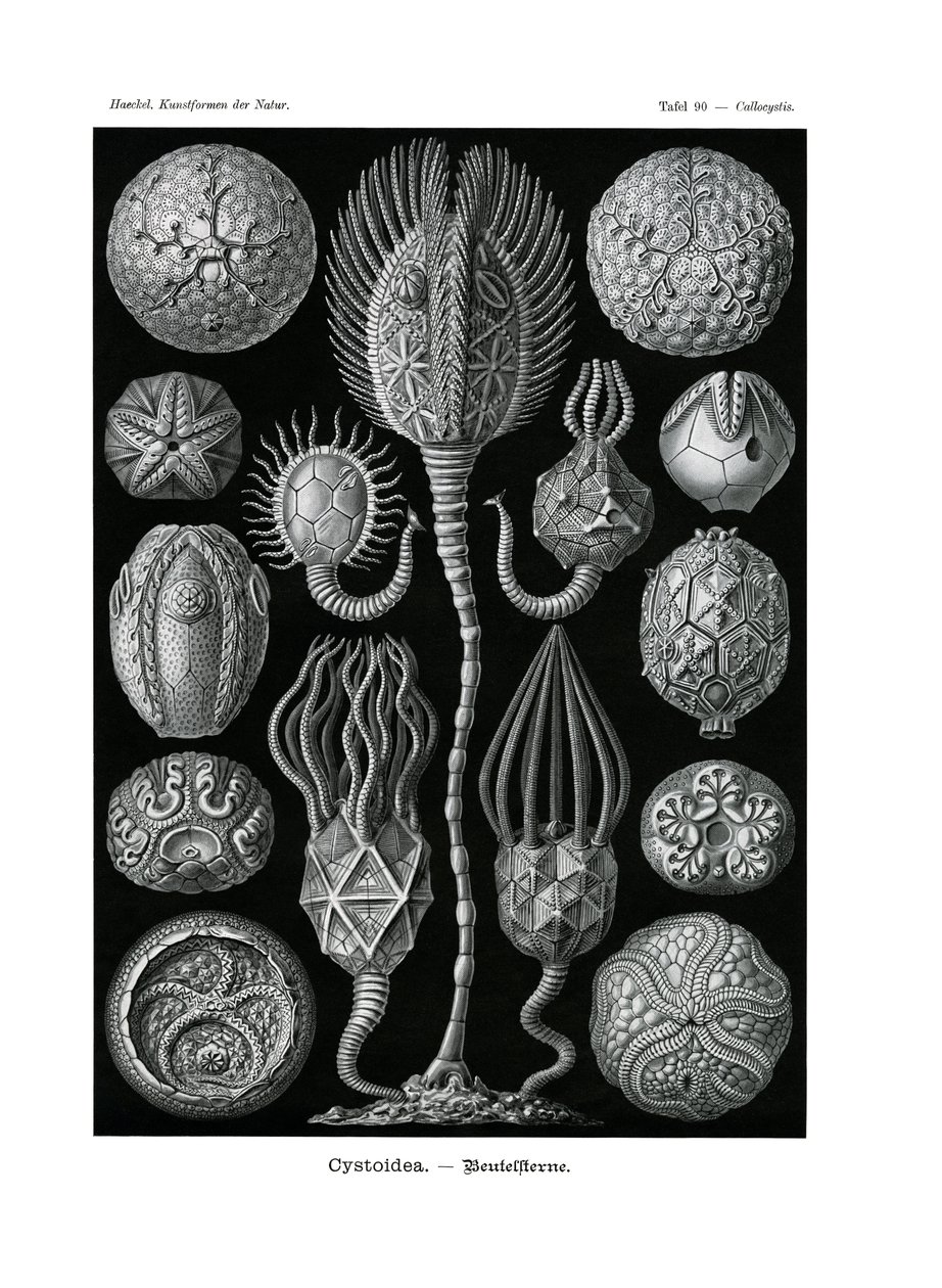 Cystoidea by German School
