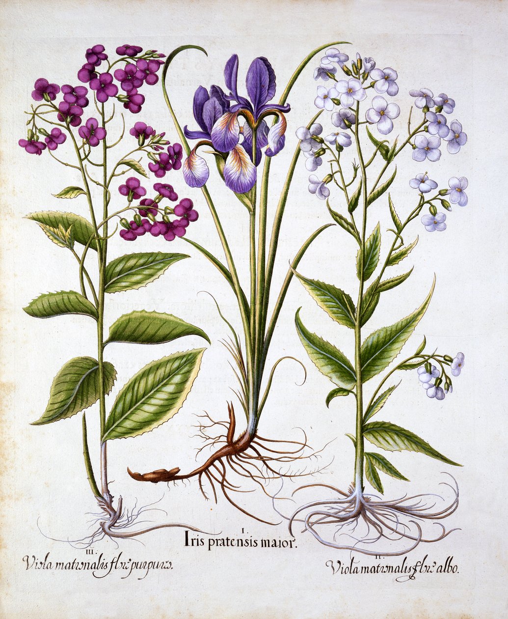 Dames Violet and a Field Iris, from Hortus Eystettensis by German School