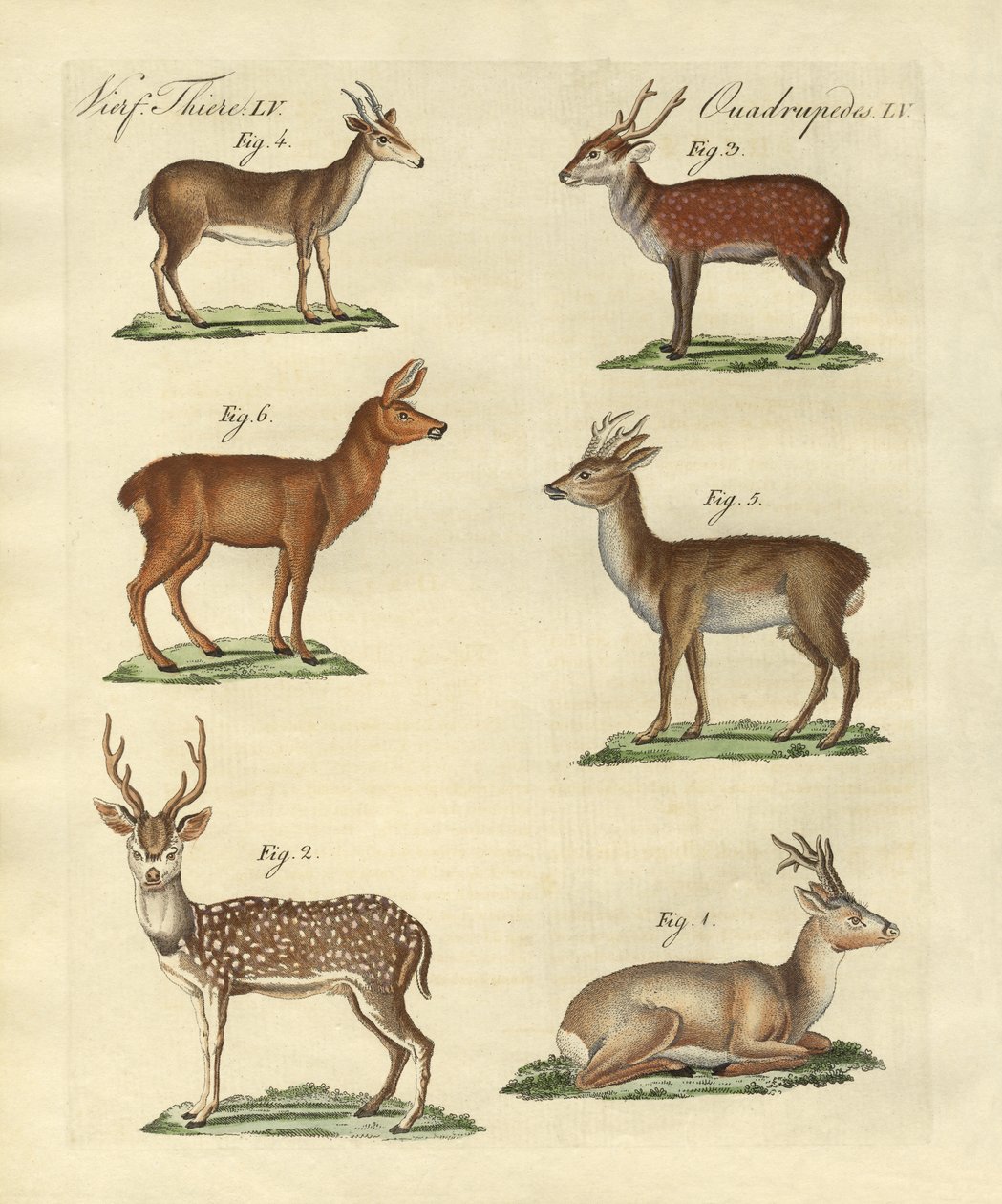 Deers and Fawns by German School