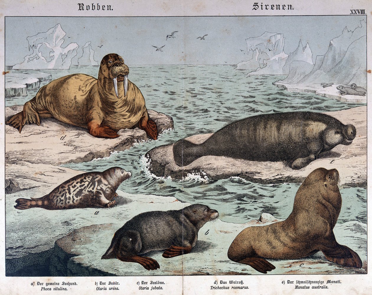 Different types of seals (marbled seal on the left), walrus (top left) and sea lions - in 