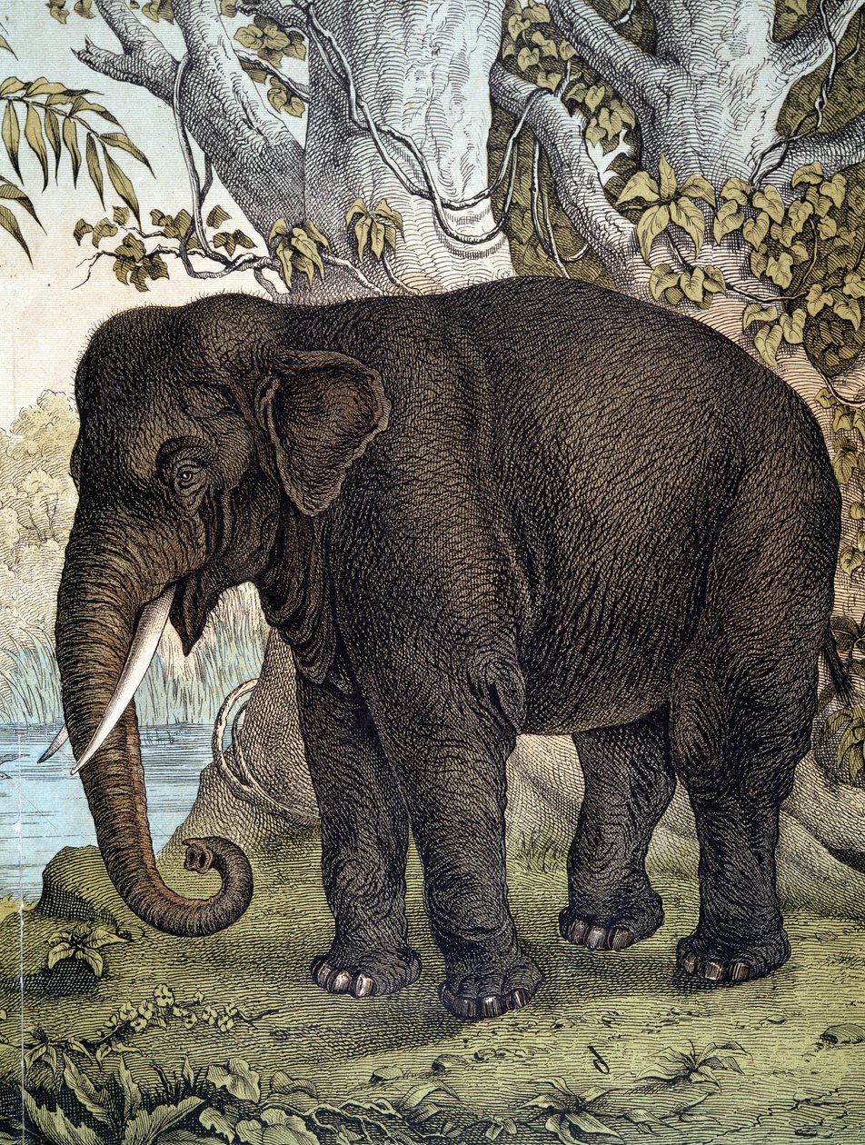 Elephant - in 