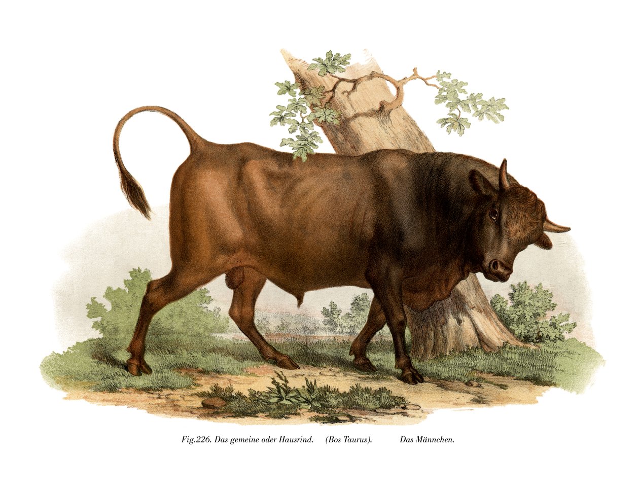 European Cattle by German School: Premium art reproduction