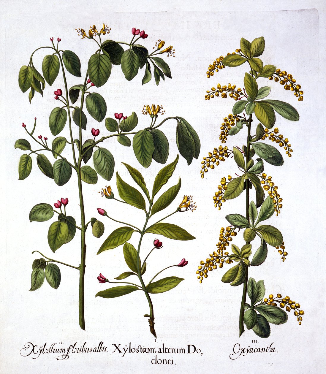 Fly Honeysuckle and Hawthorn, from Hortus Eystettensis by German School