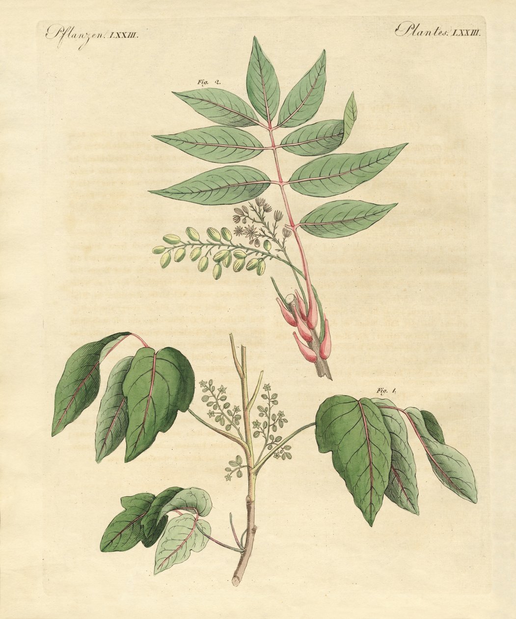 Foreign poisonous plants by German School