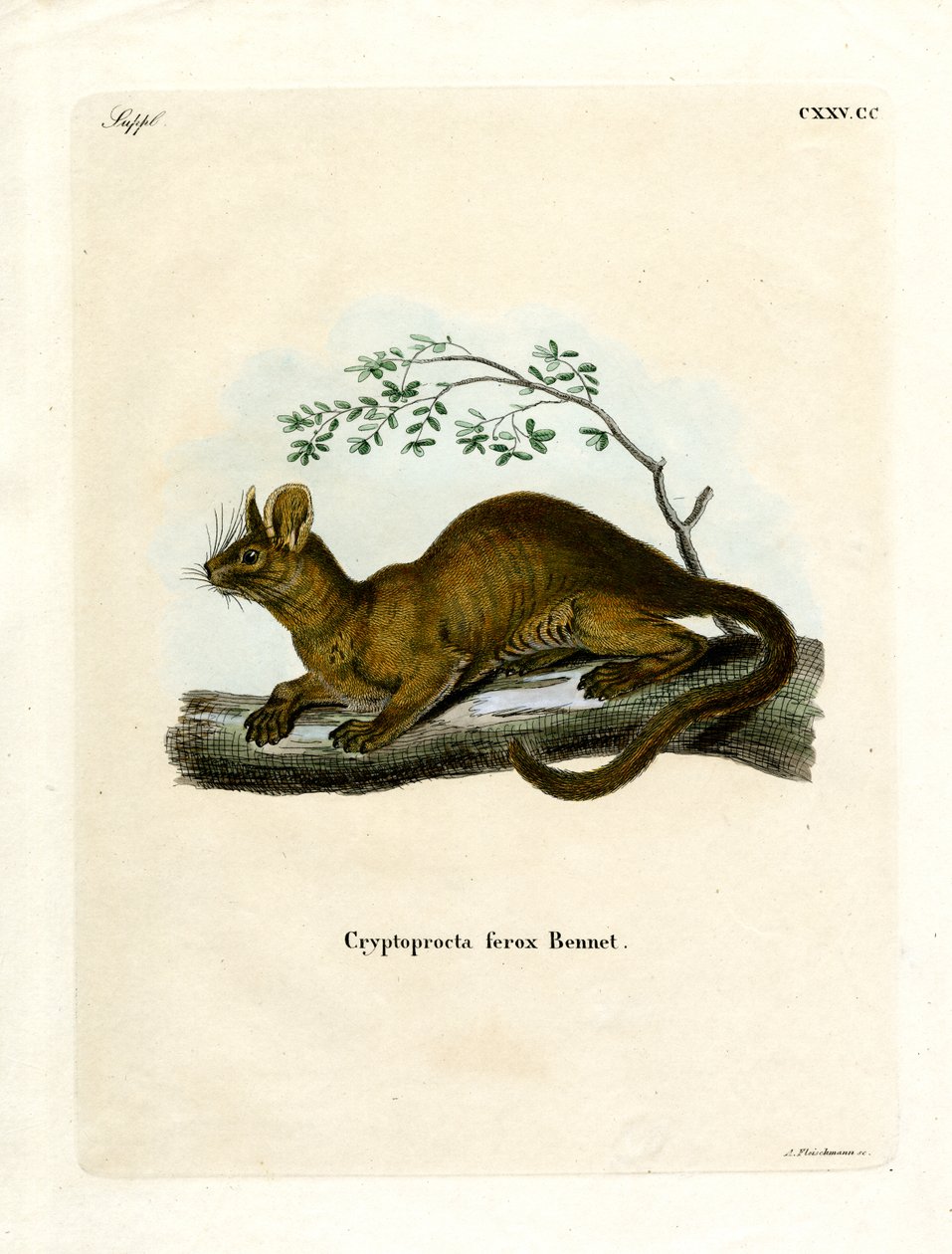 Fossa by German School