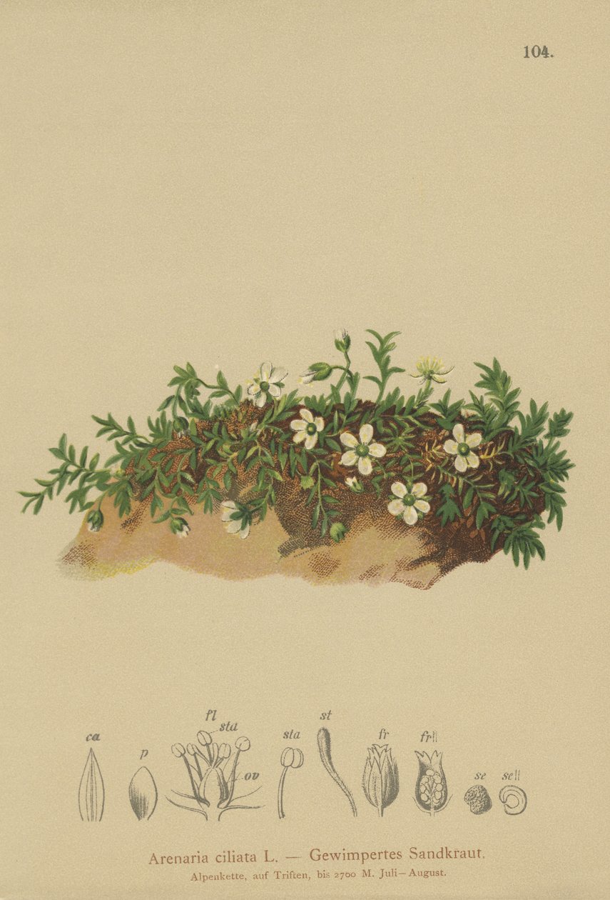 Fringed Sandwort by German School