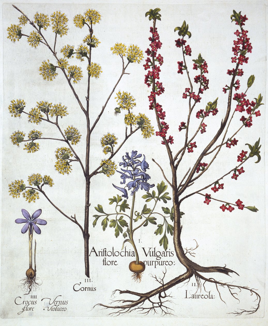 Fumewort, Daphne mezereum, Cornelian Cherry and Spring Crocus, from Hortus Eystettensis by German School