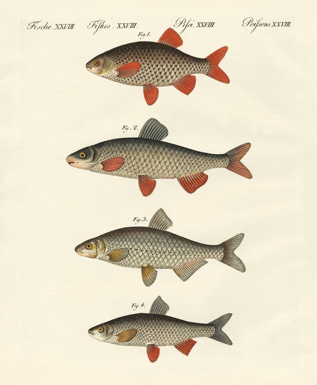 German river fish by German School: Buy fine art print