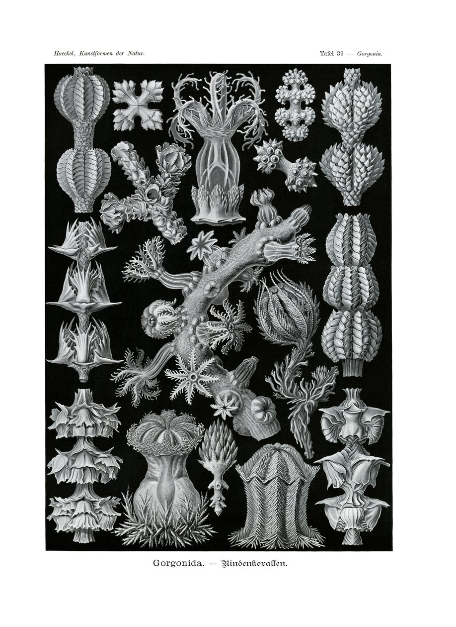 Gorgonida by German School