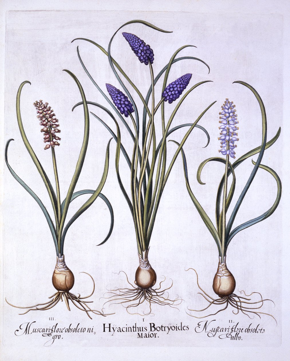 Grape Hyacinths, from Hortus Eystettensis by German School