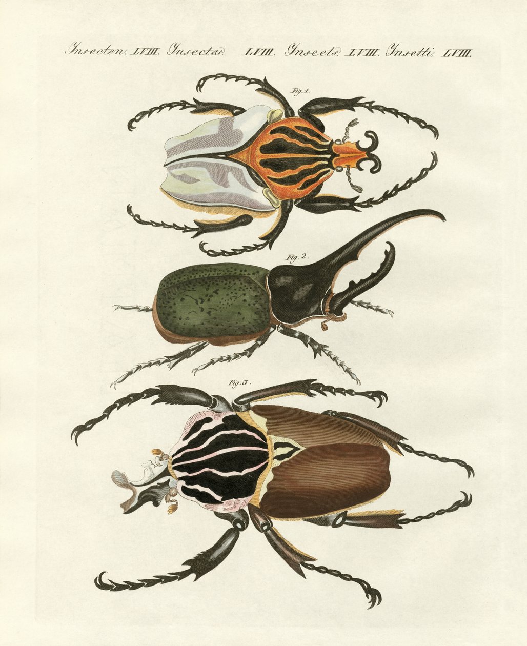 Great and rare foreign beetles by German School