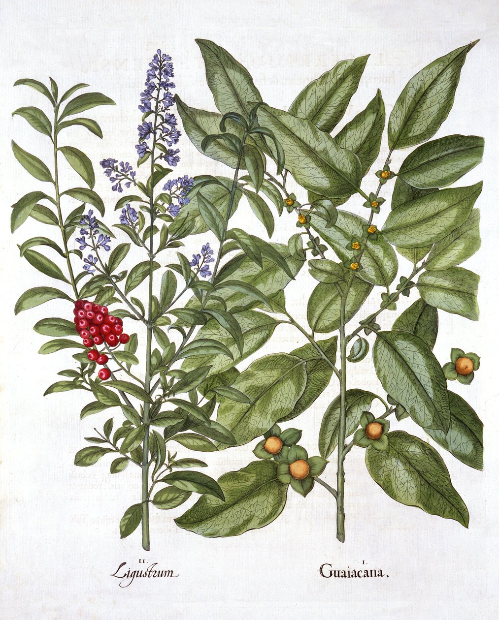 Guaiacum and Chinese Privet, from Hortus Eystettensis by German School