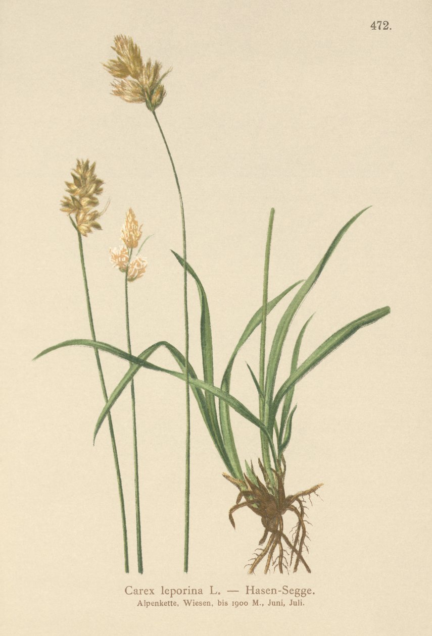 Hare Sedge (Carex leporina, Carex ovalis)  by German School