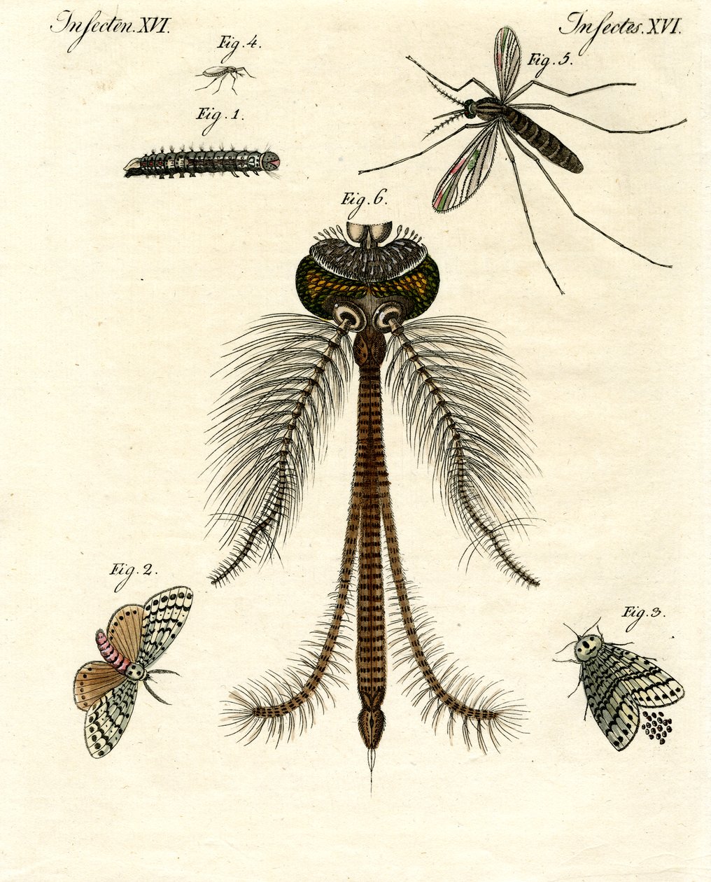 Harmful Insects by German School: Buy fine art print