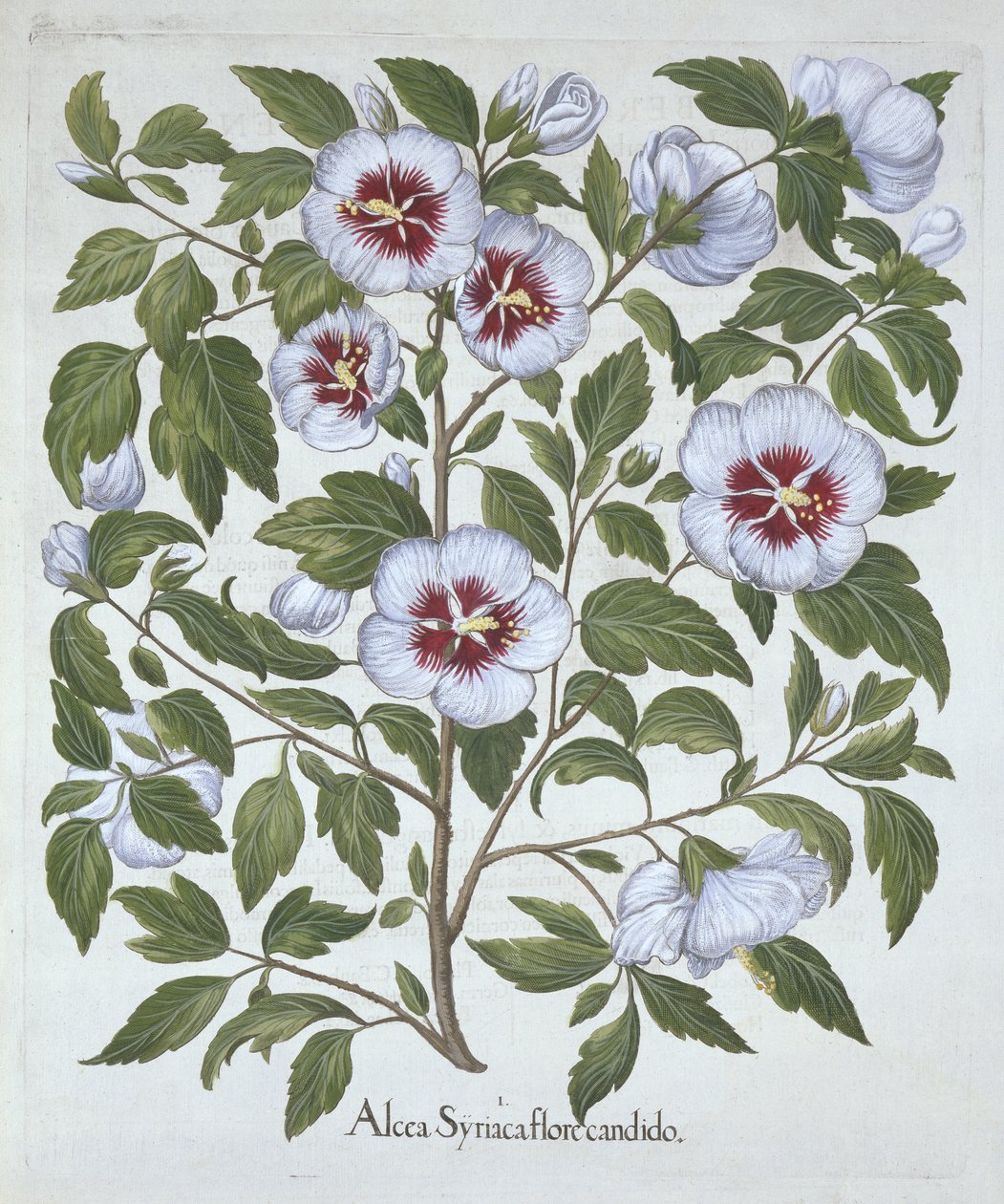 Hibiscus Syriacus, from Hortus Eystettensis by German School