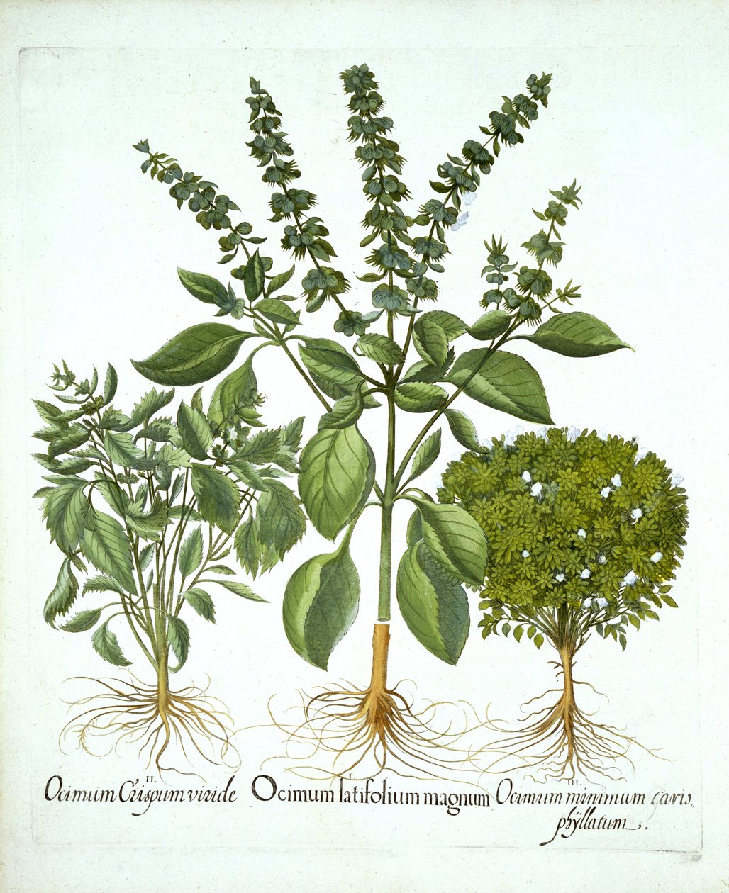 Holy Basil, and Two Further Varieties of Basil, from 'Hortus Eystettensis'