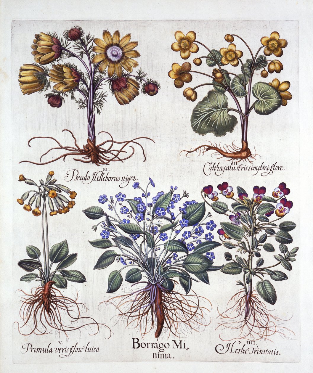 Ipheion Rolf Fiedler Spring Starflower, Marsh Marigold, Pseudo Helleborus, Viola Tricolor and Cowslip, from Hortus Eystettensis by German School