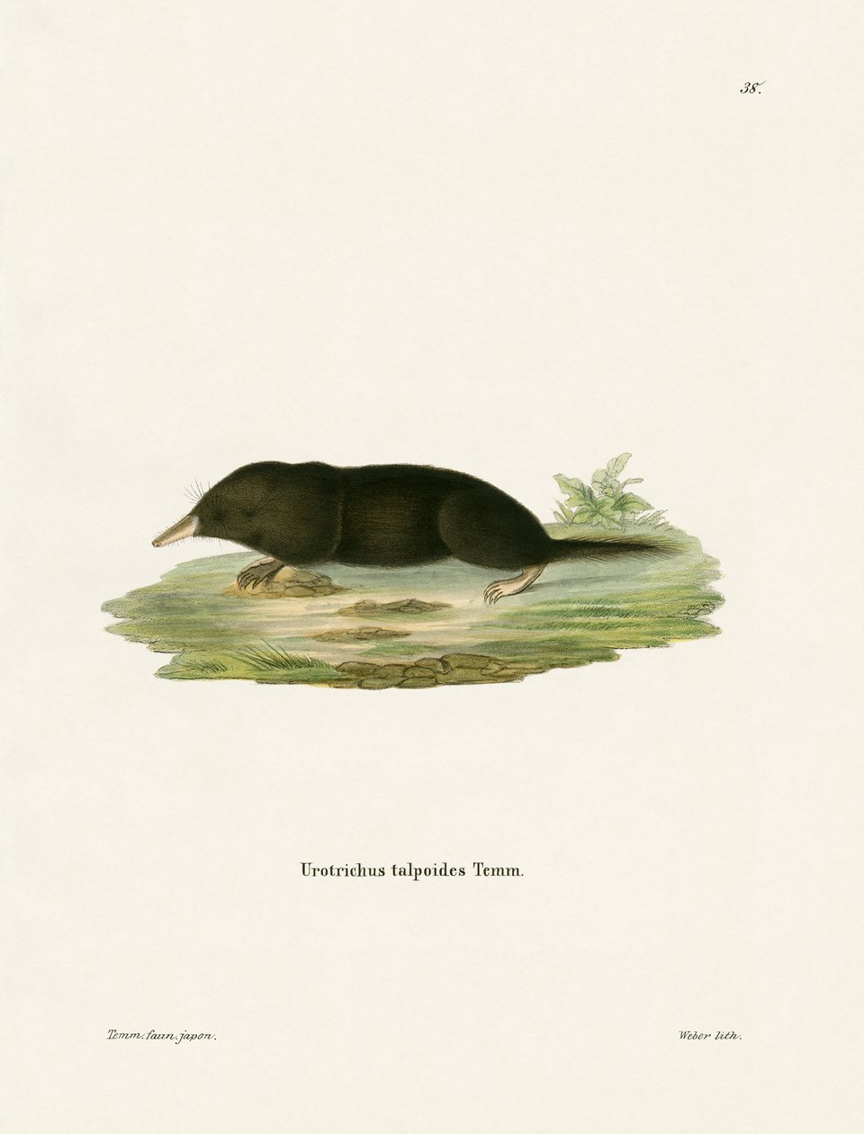 Japanese Shrew Mole by German School
