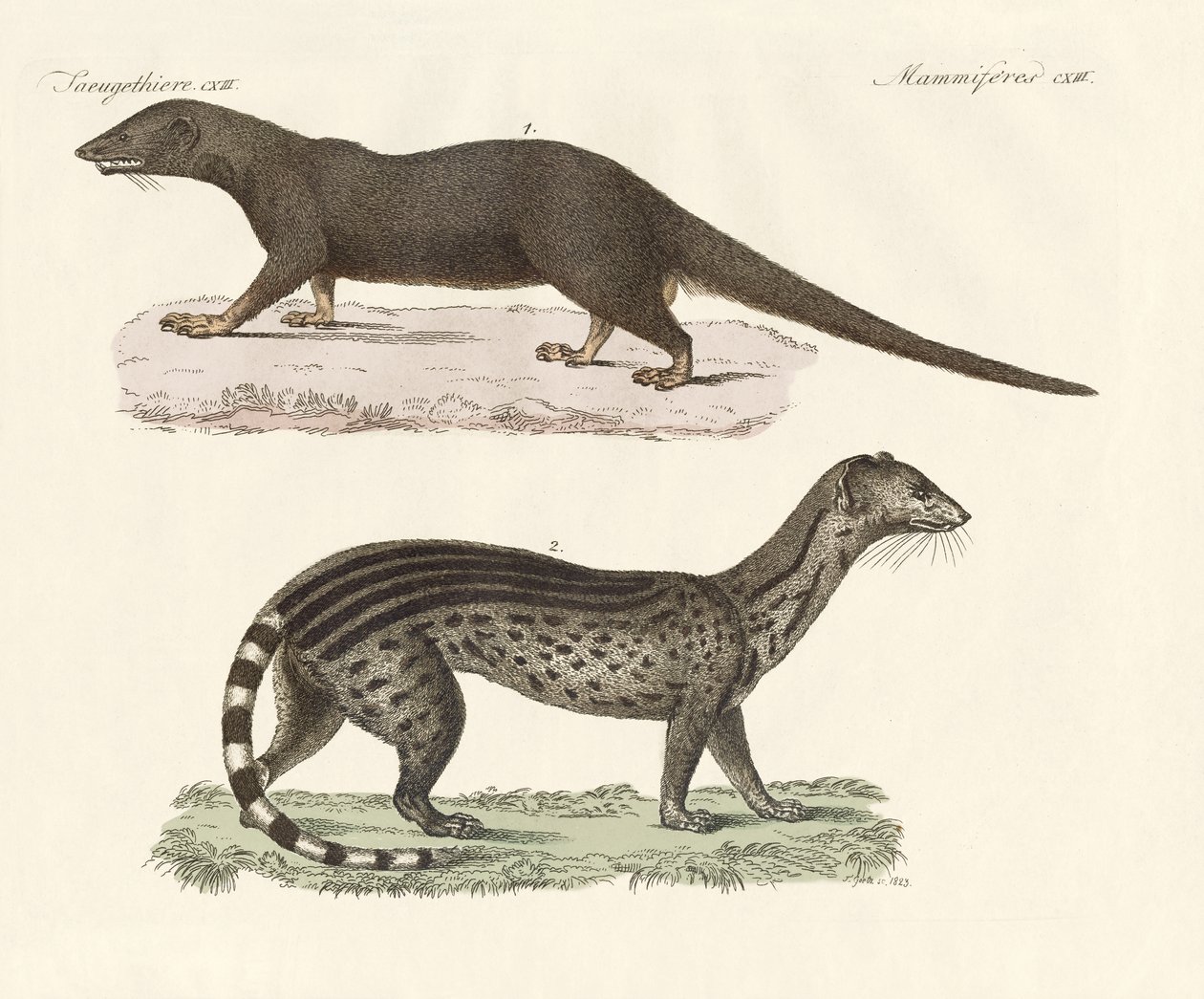 Javanese predators by German School: Buy fine art prints