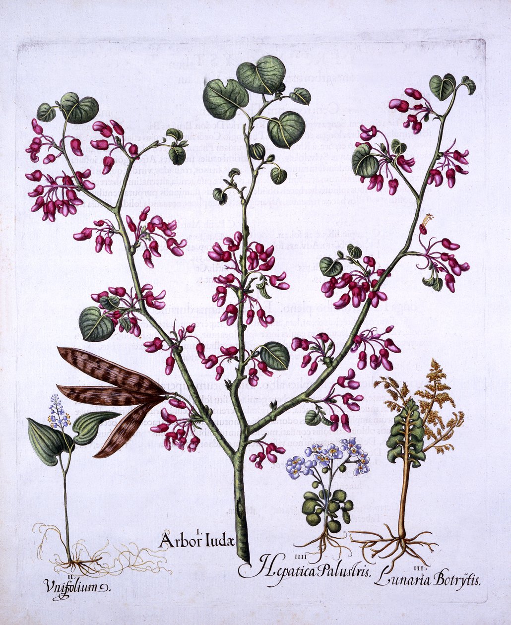 Judas Tree, May Lily, Moonwort, Liverwort, from Hortus Eystettensis by German School