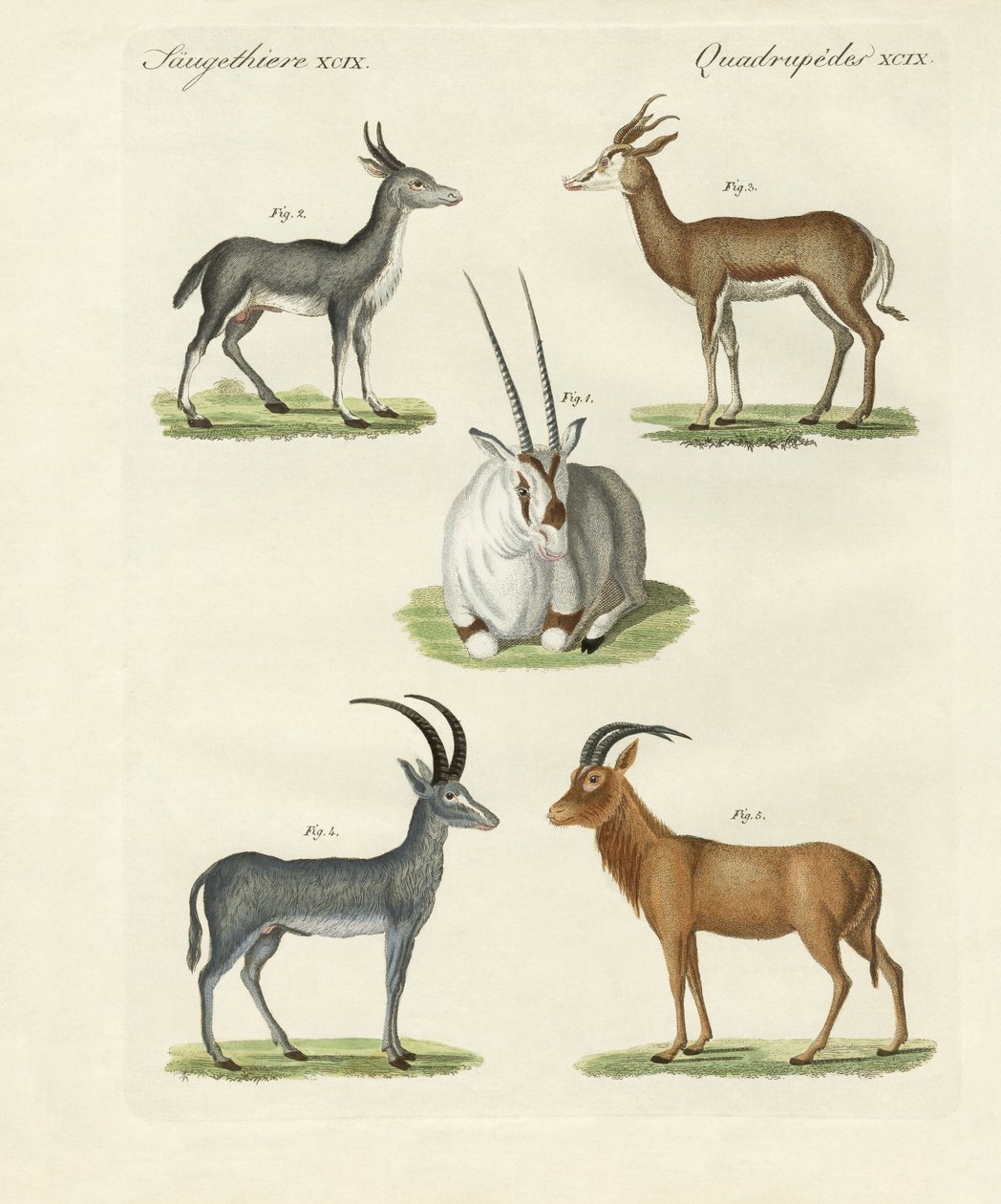 Kinds of Antelopes by German School