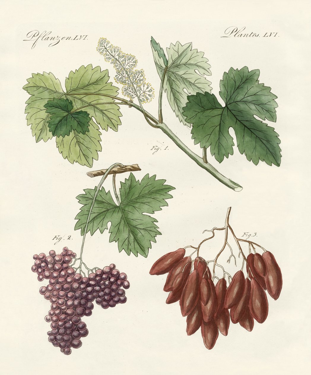 Large and Small Raisins by German School: Fine art print